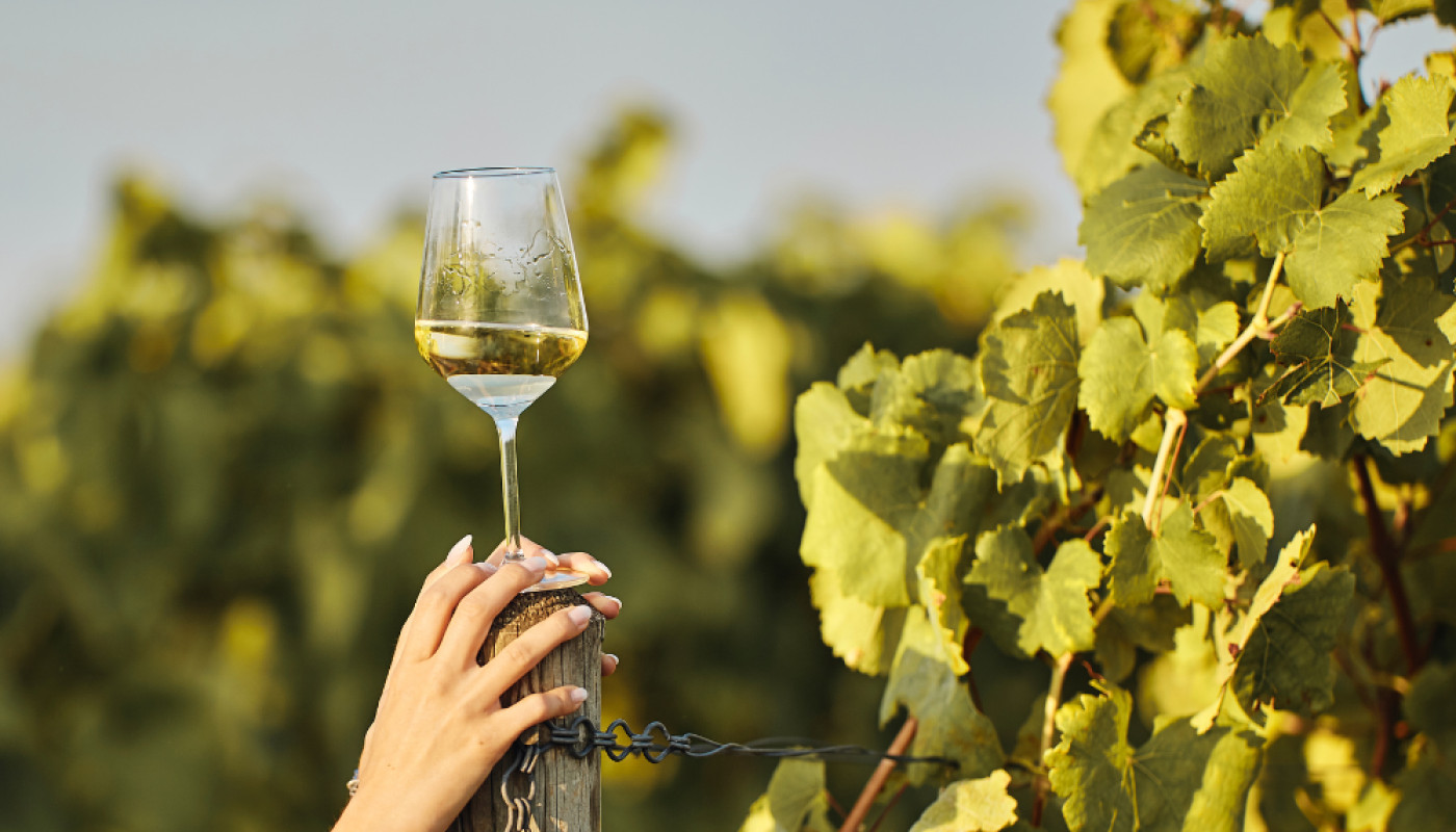 Où peut-on déguster des vins blancs typiques du sud-ouest ?